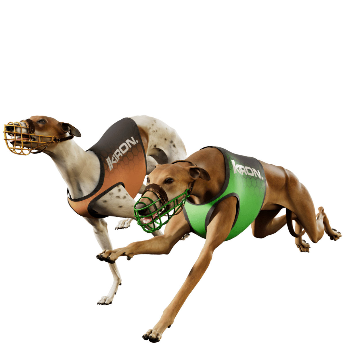 Greyhounds